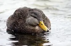 American black duck