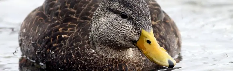 American black duck