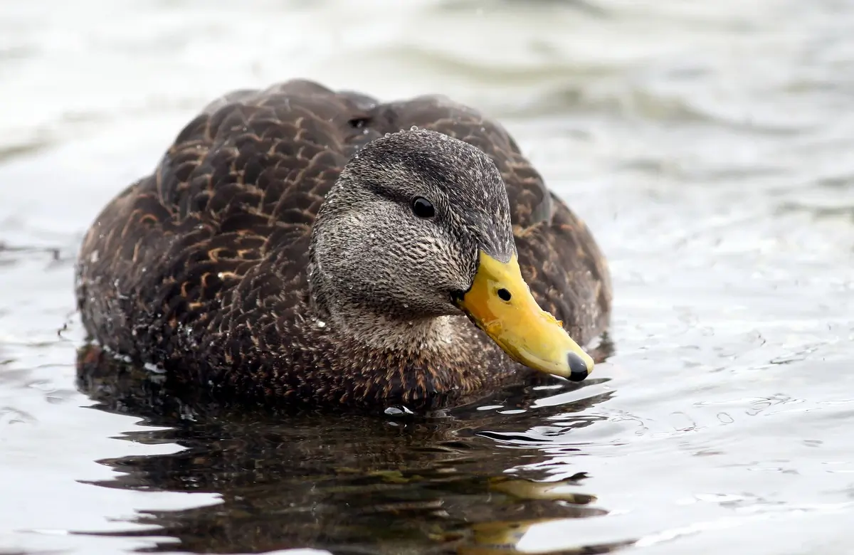 American black duck