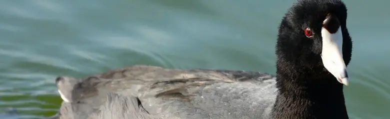 American coot