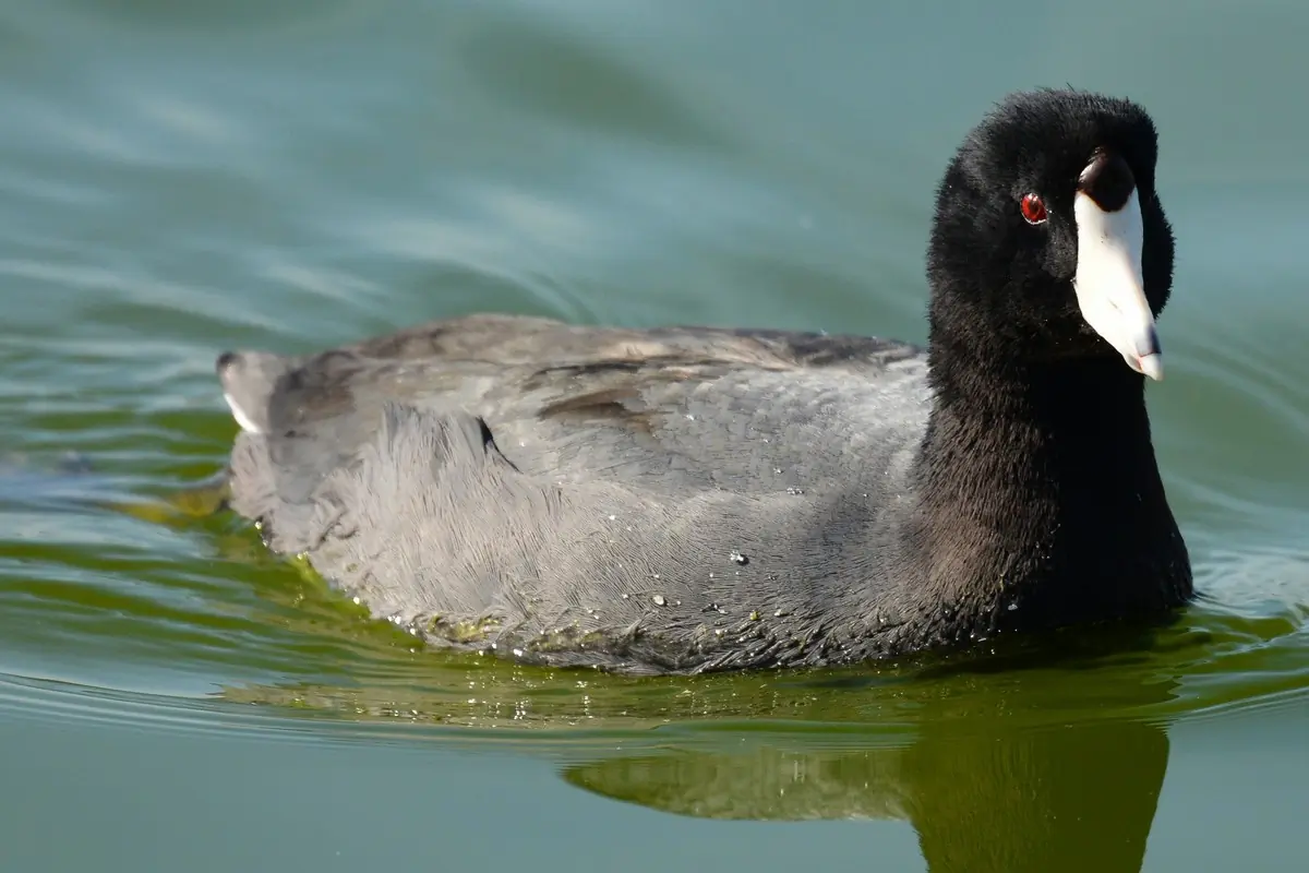 American coot