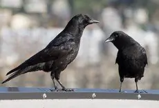 American crow