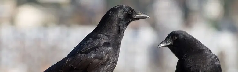 American crow