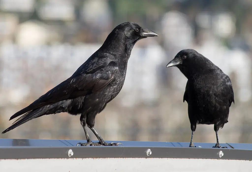 American crow