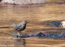American dipper
