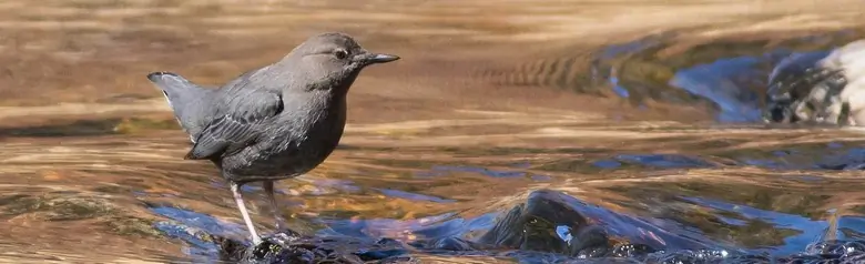 American dipper