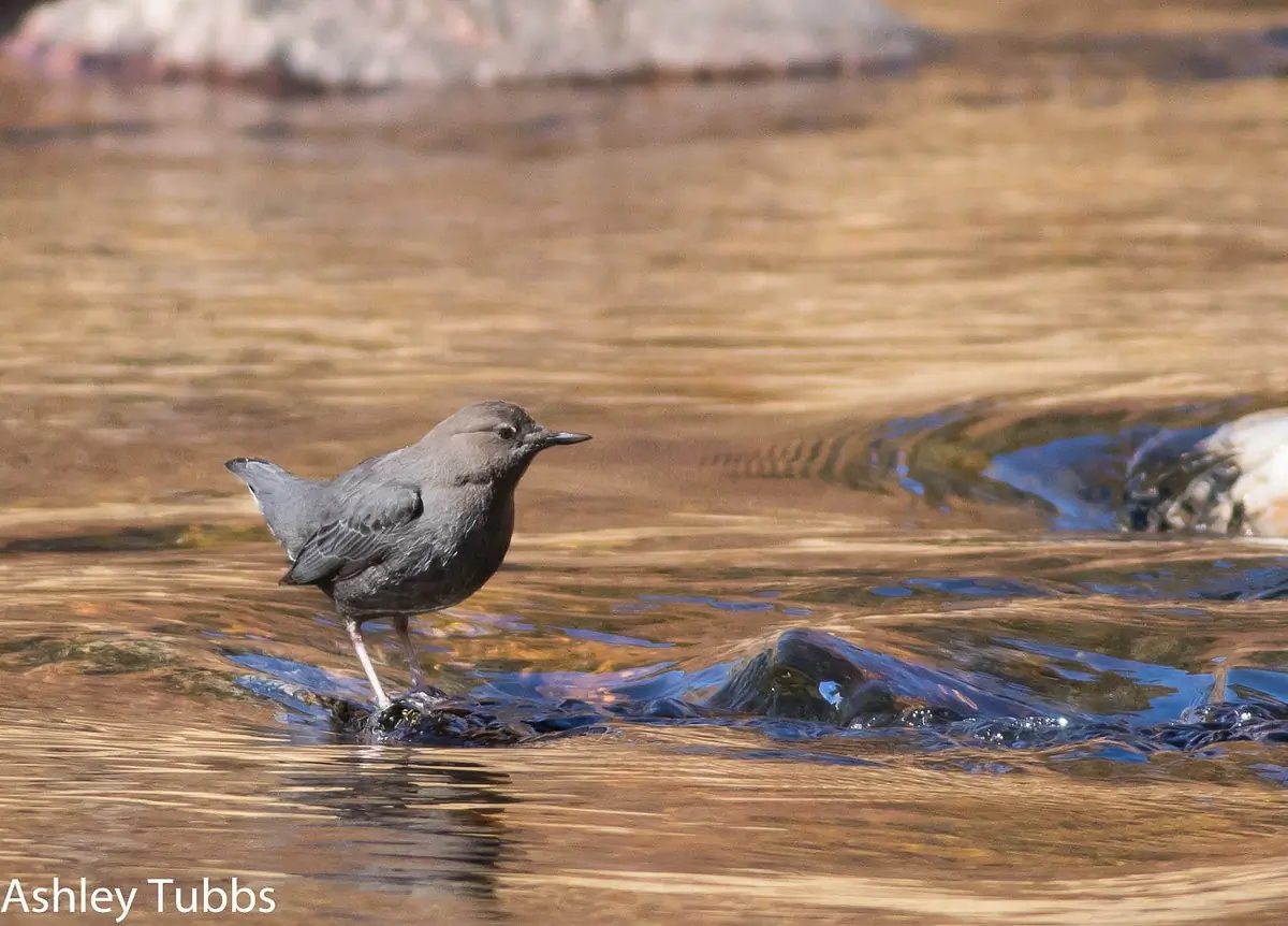 American dipper