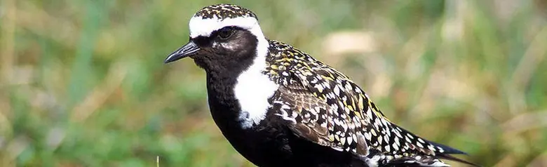 American golden plover