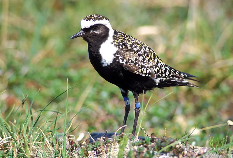 American golden plover