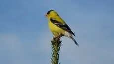 American goldfinch