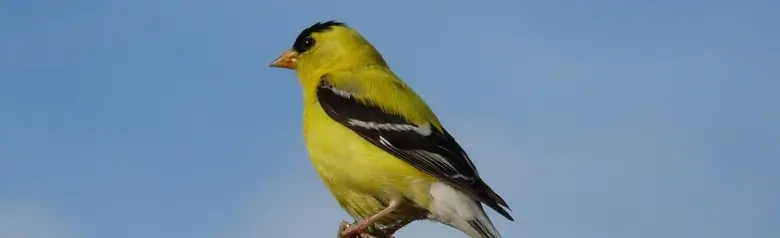 American goldfinch