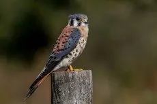 American kestrel
