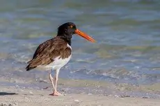 American oystercatcher