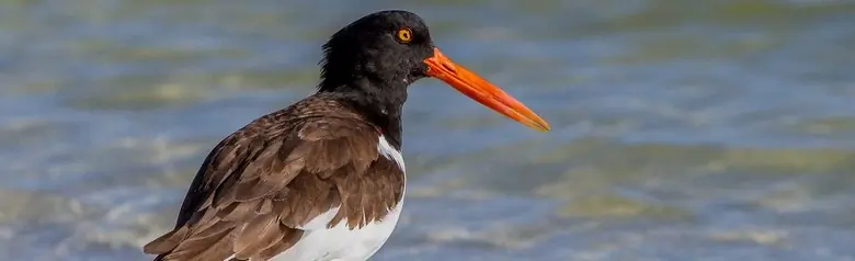 American oystercatcher