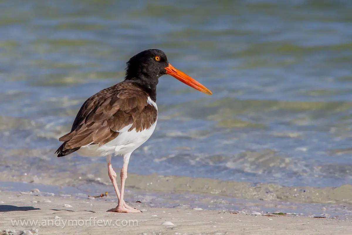 American oystercatcher