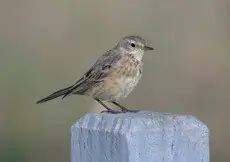 American pipit
