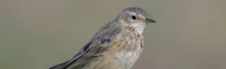 American pipit