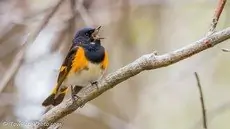 American redstart