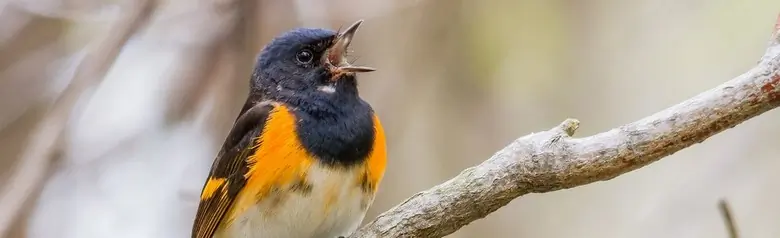 American redstart
