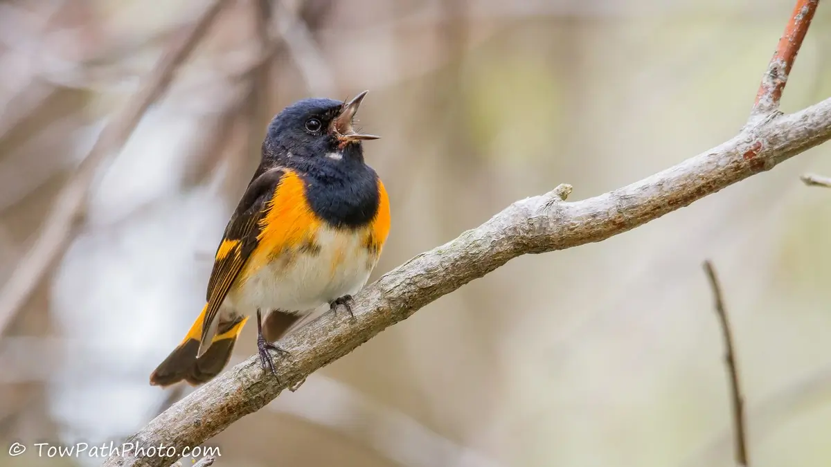 American redstart