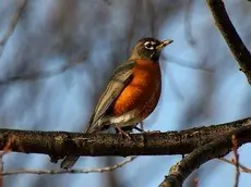 American robin