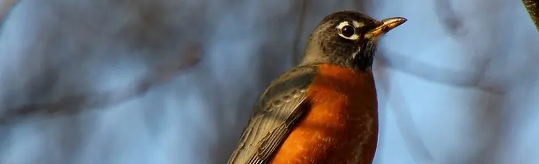 American robin