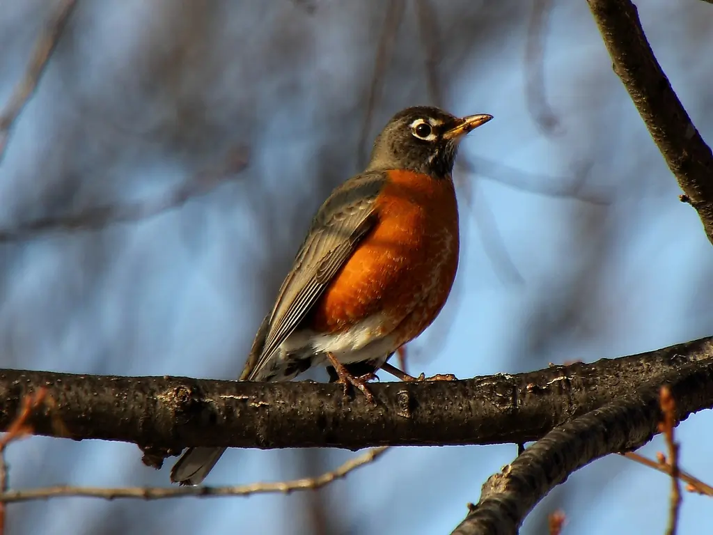 American robin