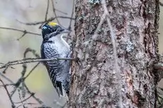 American three-toed woodpecker