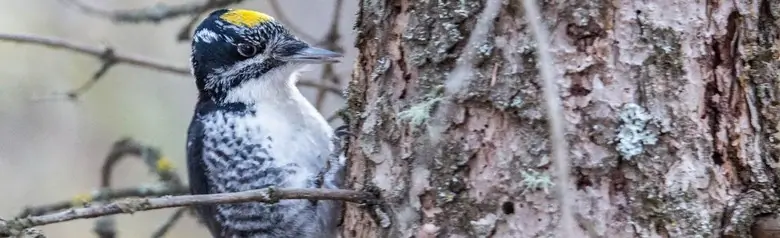 American three-toed woodpecker