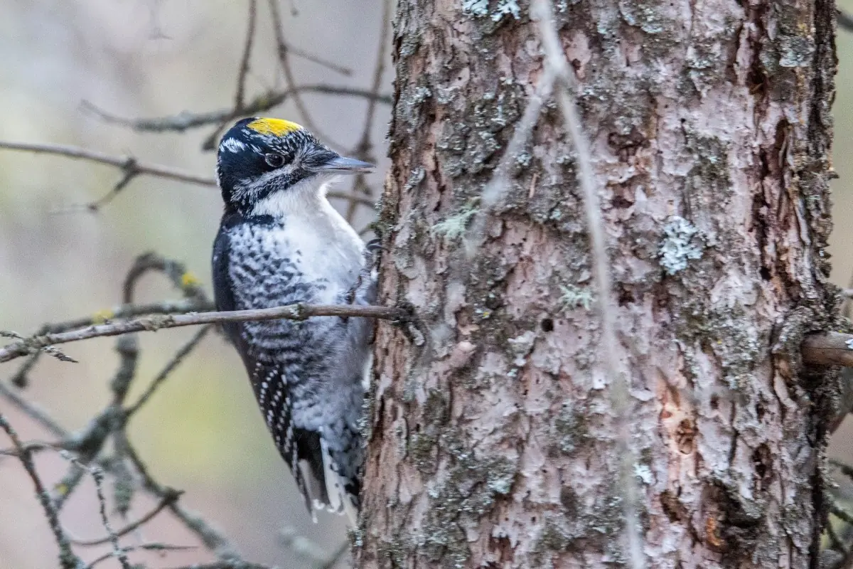 American three-toed woodpecker