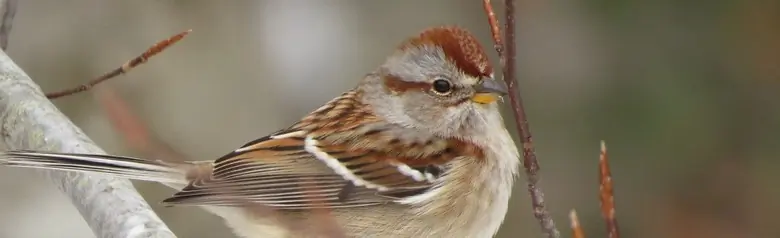 American tree sparrow