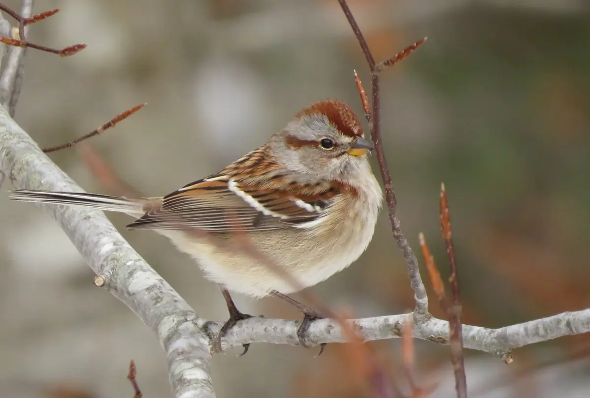 American tree sparrow
