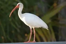 American white ibis