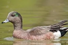 American wigeon