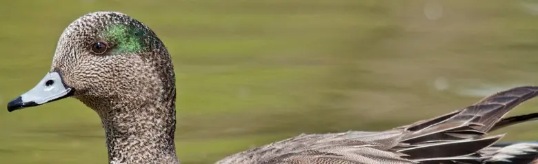 American wigeon