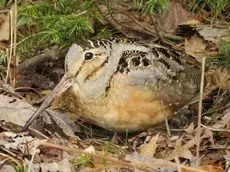 American woodcock