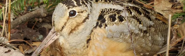 American woodcock