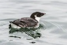 Ancient murrelet