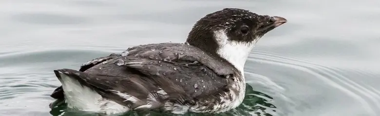 Ancient murrelet