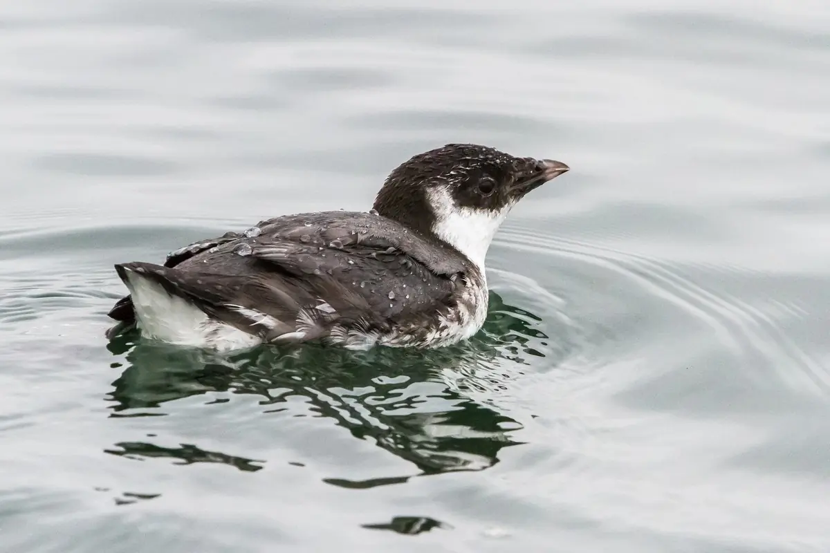 Ancient murrelet