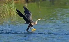 Anhinga