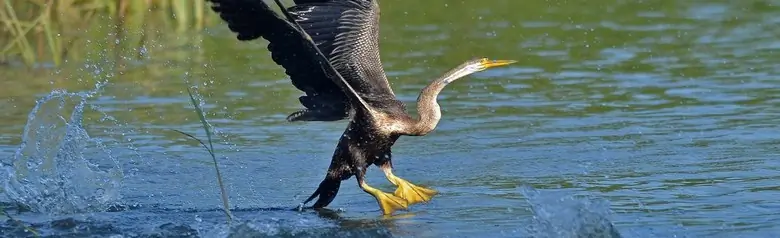 Anhinga