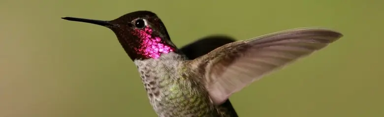 Anna's hummingbird