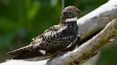 Antillean nighthawk
