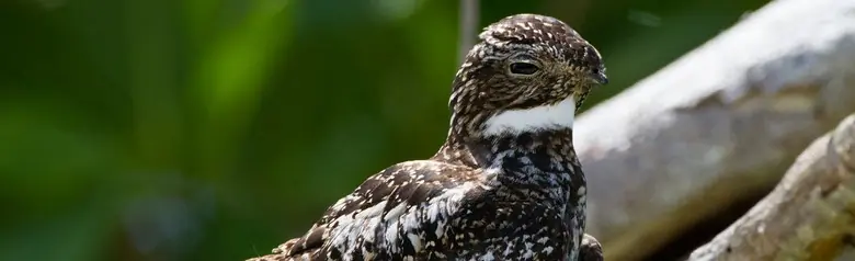 Antillean nighthawk
