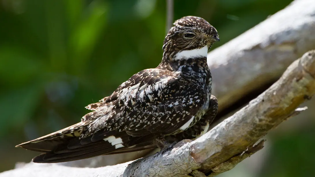 Antillean nighthawk