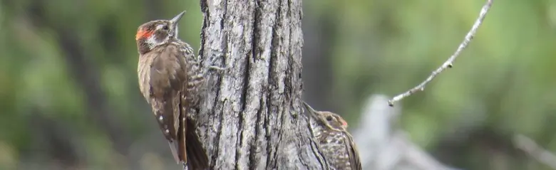 Arizona woodpecker