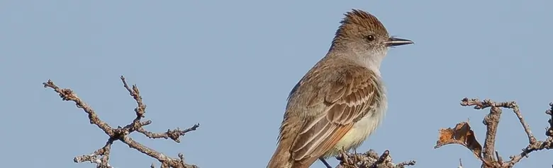 Ash-throated flycatcher