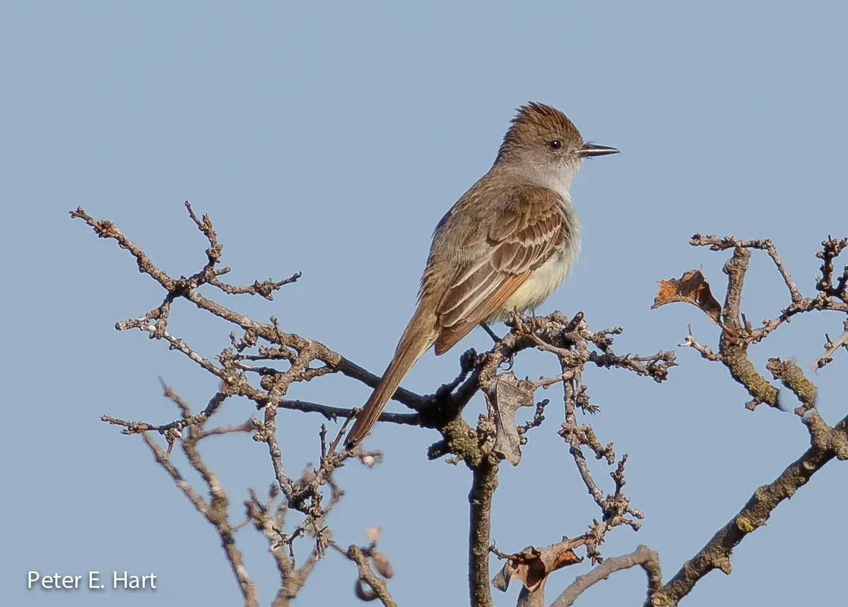Ash-throated flycatcher