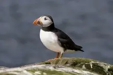 Atlantic puffin